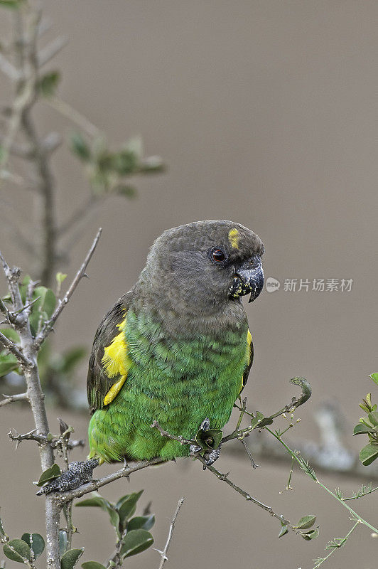 梅耶鹦鹉(Poicephalus meyeri)是一种小型非洲鹦鹉。Ol Pejeta保护区，肯尼亚。